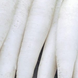 Rzodkiew Astor 5g - WegAna