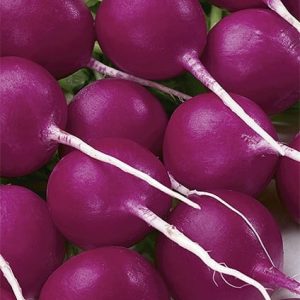 Rzodkiewka Viola 10g - WegAna