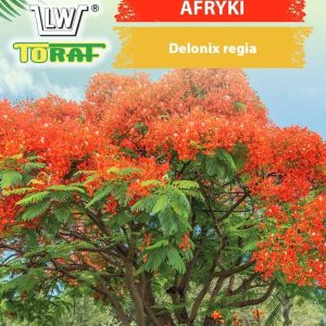 Płomień Afryki 5szt. - TORAF