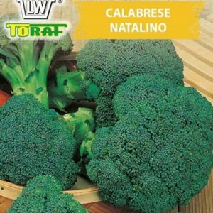 Brokuł Calabrese Natalino 1g - TORAF
