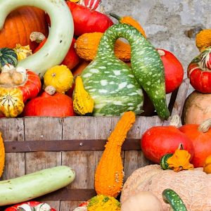 Dynia ozdobna Cobra nasiona 6szt. - VILMORIN