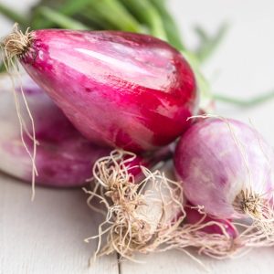 Cebula czerwona Rossa lunga di Firenze nasiona 2g - VILMORIN