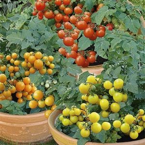 Pomidor typ Cherry mieszanka odmian 0,5g - WegAna