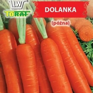 Marchew Dolanka nasiona 5g - TORAF