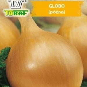 Cebula Globo 2g - TORAF