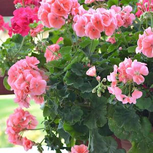 Pelargonia rabatowa różowa nasiona 10szt. - TORSEED