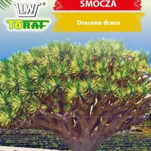 Dracena smocza nasiona 5 szt. - TORAF