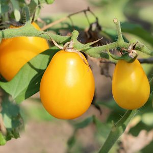 Pomidor karłowy gruntowy drobnoowocowy Yellow Pear Shaped nasiona 0,2g - PlantiCo