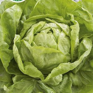 Salata Apollo 0,5g - WegAna