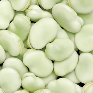 Bób Windsor Biały nasiona 1000g - PlantiCo