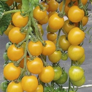 Pomidor Goldkrone 0,5g - WegAna
