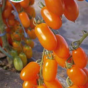 Pomidor Odat F1 20 nasion - WegAna