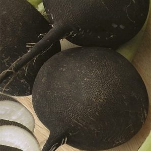 Rzodkiew Czarna Kulata Cerna 5g - WegAna