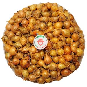 Cebula dymka STUTTGARTER RIESEN do sadzenia 500g NL wiosenna