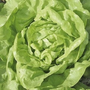 Salata Julek 1g - WegAna