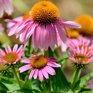 Rudbekia purpurowa nasiona 0,5g - PlantiCo