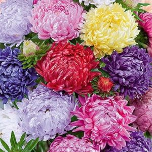 Aster peoniowy mieszanka kolorów 1g - WegAna