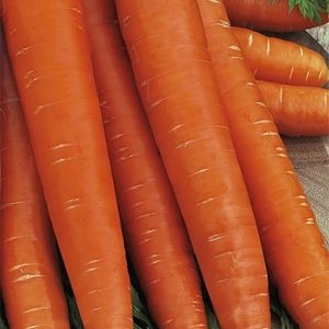 Marchew późna Olympus 5g - WegAna