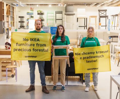 Aktywiści i aktywistki Greenpeace rozwiesili nad wejściem do sklepu IKEA w podwarszawskich Jankach olbrzymi transparent z hasłem „Nie chcemy mebli z takich drzew”