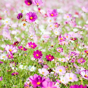 Nasiona roślin miododajnych