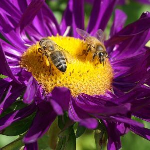 Ekoschematy - Rośliny miododajne