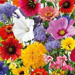 Mieszanki nasion kwiatów