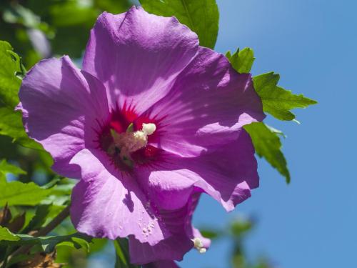 Rzeszów. Kwiat hibiskusa