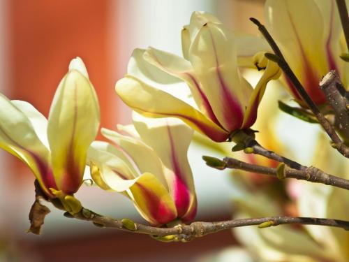 podkarpackie-magnolie-rzeszow-1