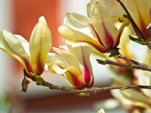 podkarpackie-magnolie-rzeszow-2