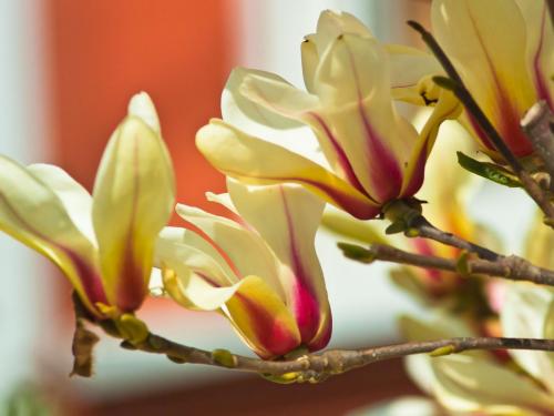 podkarpackie-magnolie-rzeszow-7