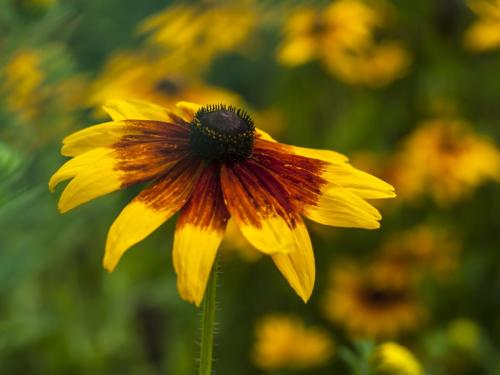 Rudbekia owłosiona na Reymonta w Rzeszowie